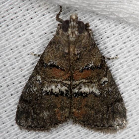 5606 Maple Webworm Moth NABA Gardens Mission, Texas 11-4-13