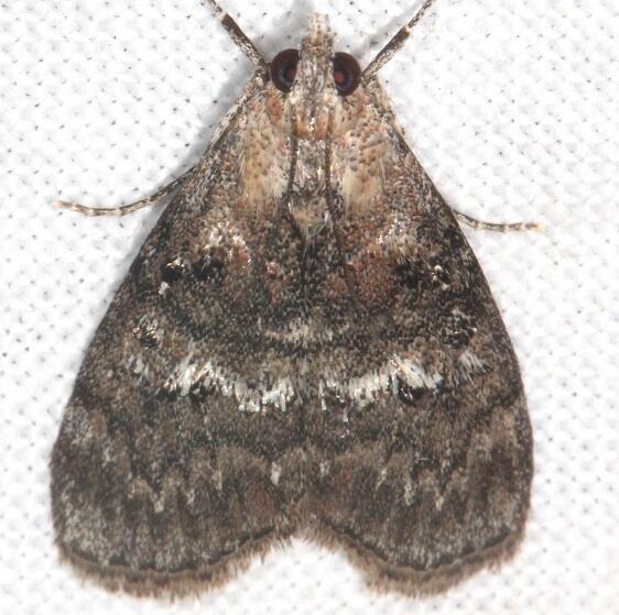 5606 Maple Webworm Shawnee-St-Pk-Oh-5-23-23
