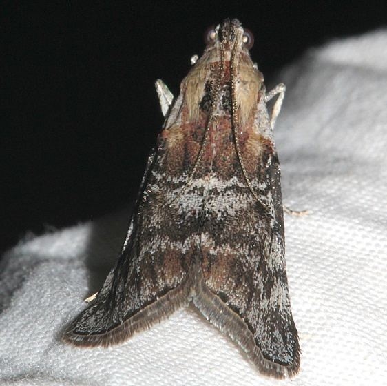 5608 Striped Oak Moth Moth Colorado Natl Monument 6-16-17 (200)_opt