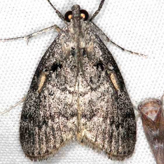 5608-Striped-Oak-Webworm-Ash-Rapids-Lodge-Lake-of-the-Woods-Ont-7-23-17-35_opt