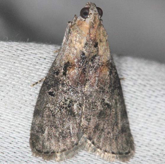 5608 Striped Oak Webworm Moth yard 6-9-13