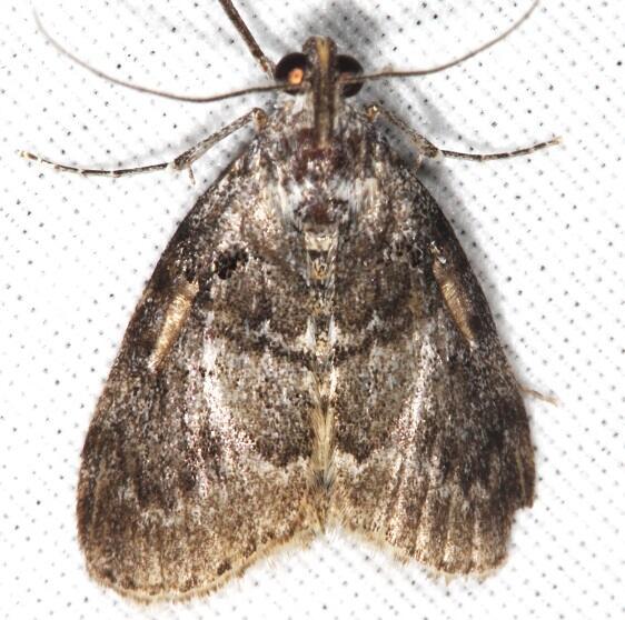 5608-Striped-Oak-Webworm-male-BG-Goose-Bay-Camp-Lac-Seul-Canada-7-24-22