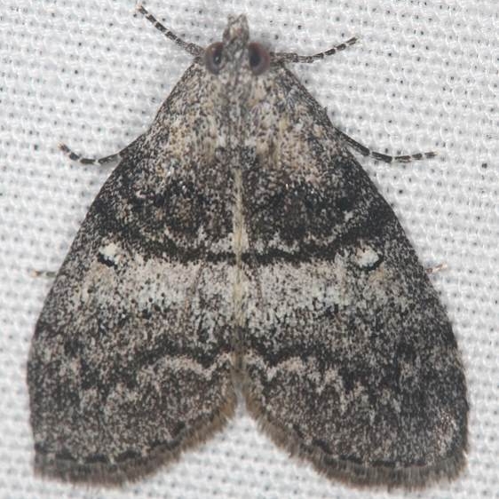 5611 Pococera provoella Ash Rapids Lodge Lake of the woods Ont 7-26-17 (17)_opt