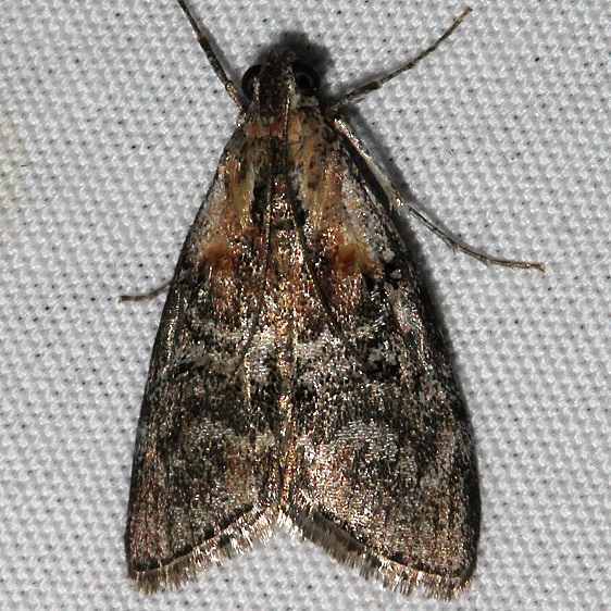 5615 Pococera fuscolotella BG Mesa-Verde Natl Pk Colorado 6-10-17