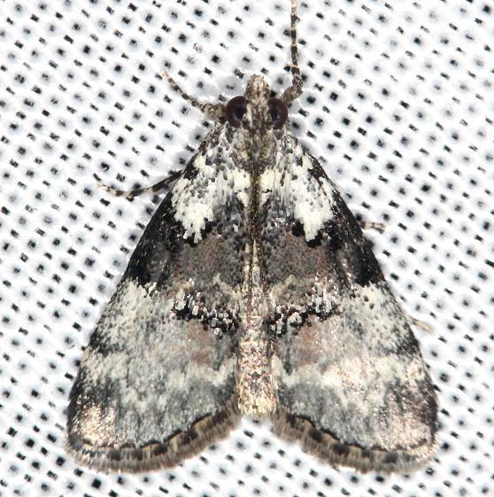 5617 Pococera humerella yard 5-17-13