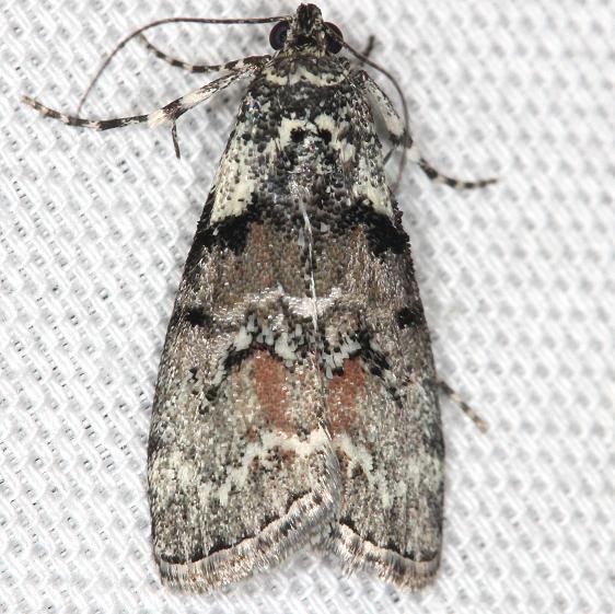 5617-Pococera-humerella-yard-5-21-13-1a