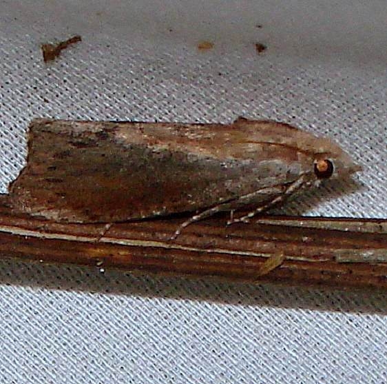 5622 Greater Wax Moth Kissimme Prairie St Pk 3-12-12