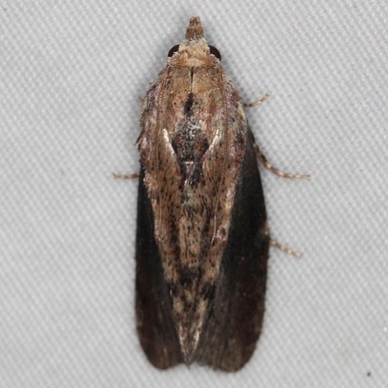 5622 Greater Wax Moth Little Manetee River St Pk 3-1-15