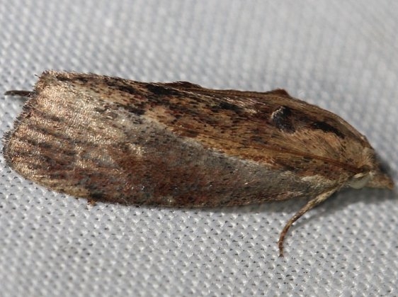 5622 Greater Wax Moth yard 6-16-12