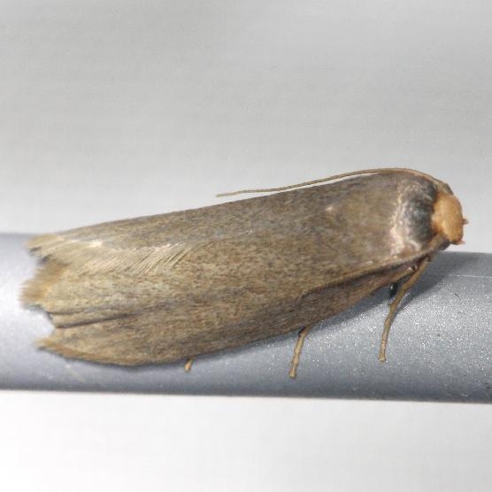 5623 Lesser Wax Moth yard 6-8-13