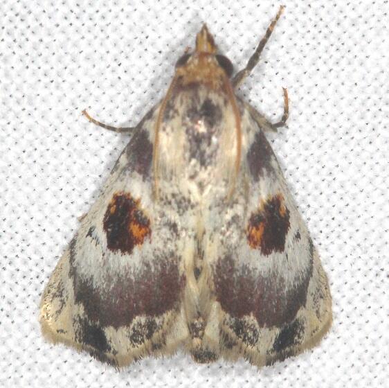 5628 Thyridopyralis gallaerandialis-BG-Collier Seminole St Pk Fl 3-9-22