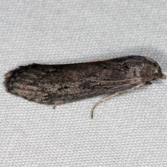 5629 The Bee Moth Burr Oak Cove Wayne Natl Forest Oh 8-5-18