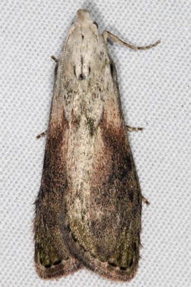 5629 The Bee Moth yard 5-14-16(18)_opt
