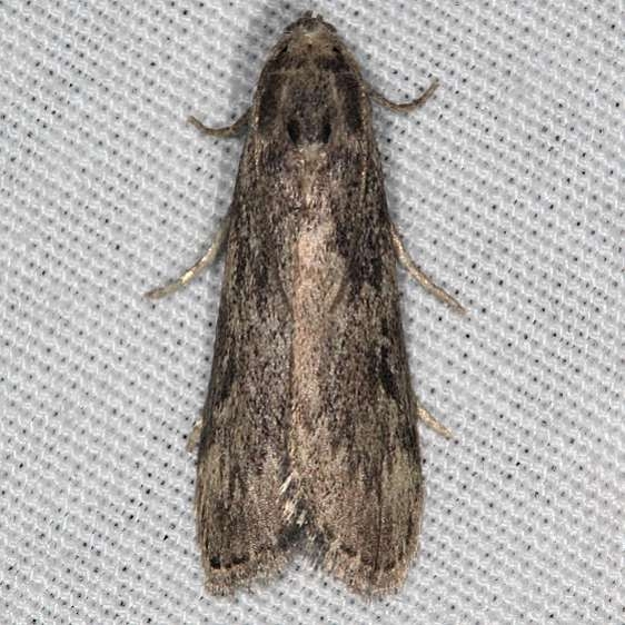 5630 Terrenella Bee Moth Suwanee River St Pk Fl 9-20-18 (84)_opt