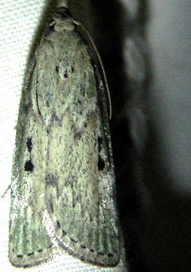 5630 Terrenella Bee Moth yard 5-26-10_opt