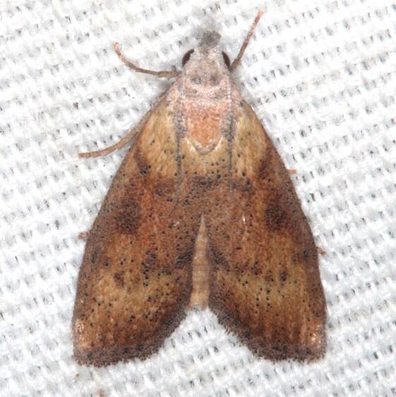 5633.2 Epimorius testaceellus Bear Island Big Cypress Preserve Fl 2-28-21