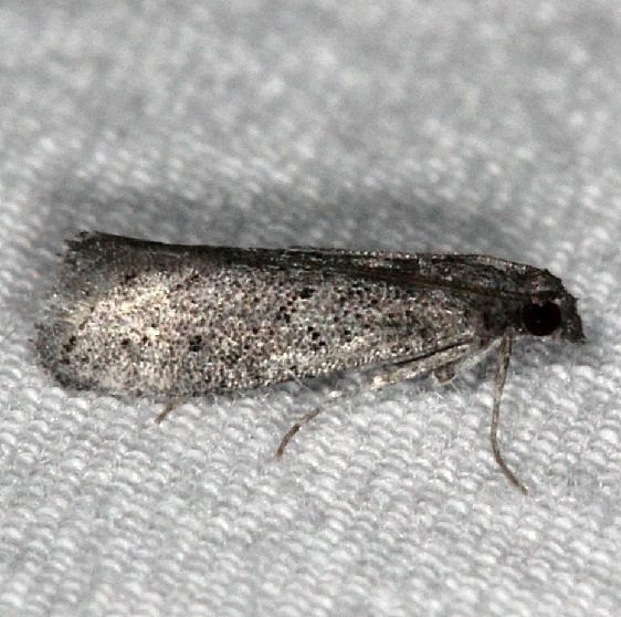 5638 Cacotherapia unicoloralis Bader's house BG 3-21-15_opt