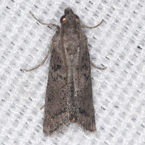 5638 Cacotherapia unicoloralis Big Lagoon St Pk Fl 9-12-18