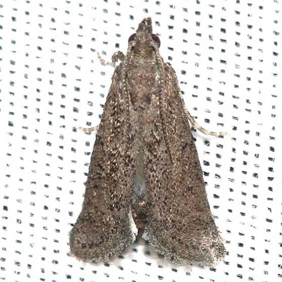 5638 Cacotherapia unicoloralis Lake Kissimmee St Pka Fl 2-28-13 (7)_opt