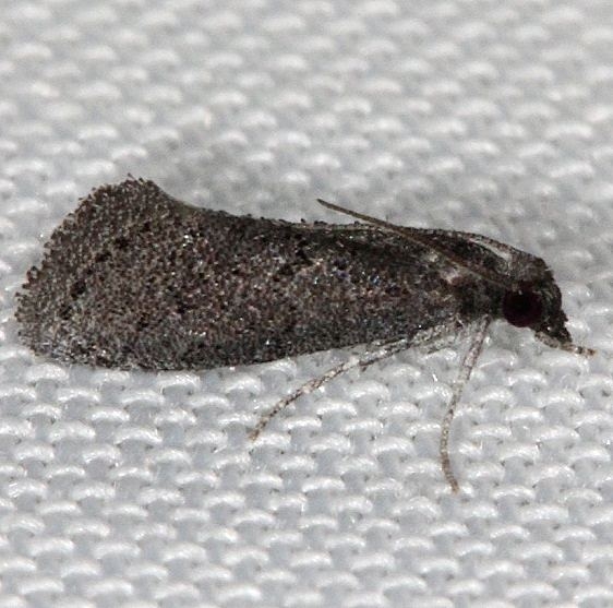5638 Cacotherapia unicoloralis Pineland Evergladesa 2-18-14 (33)_opt