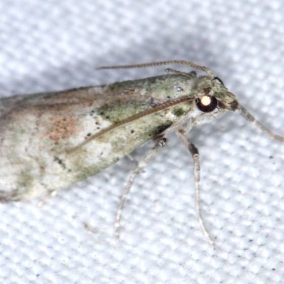 5639-Cacotherapia-unipuncta-BG-Tomoka-St-Pk-Fl-3-26-25-1