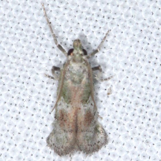 5639-Cacotherapia-unipuncta-BG-Tomoka-St-Pk-Fl-3-26-25-2