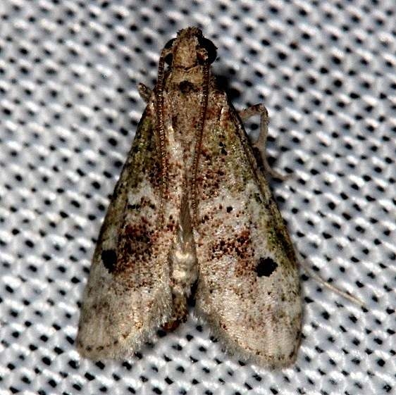 5639 Cacotherapia unipuncta Collier Seminole St Pk 2-28-14