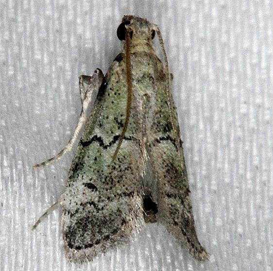 5639 Cacotherapia unipuncta NABA Gardens Texas 11-3-13