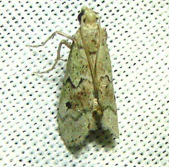 5639-Cacotherapia-unipuncta-Royal-palm-Everglades-Fl-2-26-12