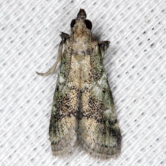 5649 Alpheioides parvulalis NABA Gardens Texas 11-3-13