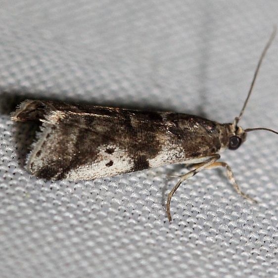 5651 Leaf Crumpler Moth yard 5-24-12