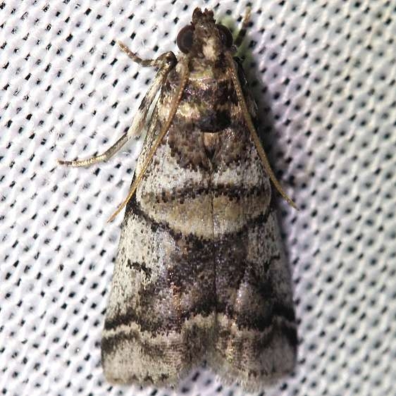 5651 Leaf Crumpler Moth yard 7-23-12