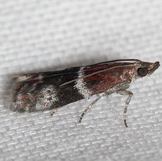 5653 Cranberry Fruitworm Moth Obed River shed Tenn 8-26-12