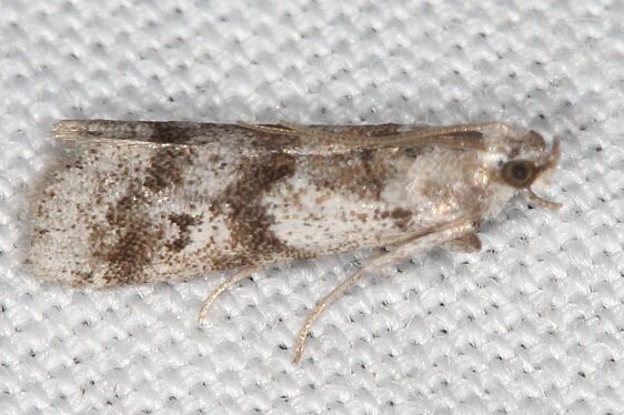 5653 Cranberry Fruitworm-Moth-tentative-Lake-Kissimmee St Pk Fl 2-27-22