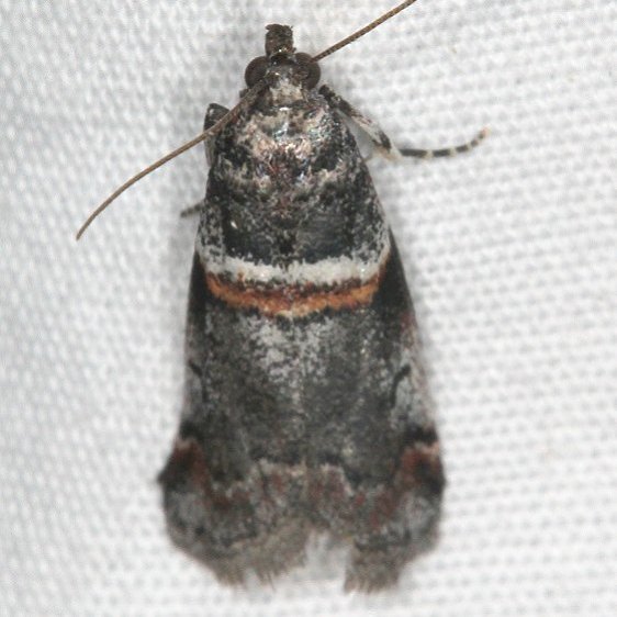 5655-Acrobasis-tricolorella-BG-Moab-RV-Resort-Utah-6-5-17