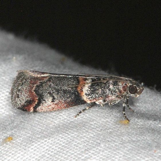 5655 Destructive Pruneworm Moth Moab RV Resort Moab Utah 6-6-17 (7)_opt