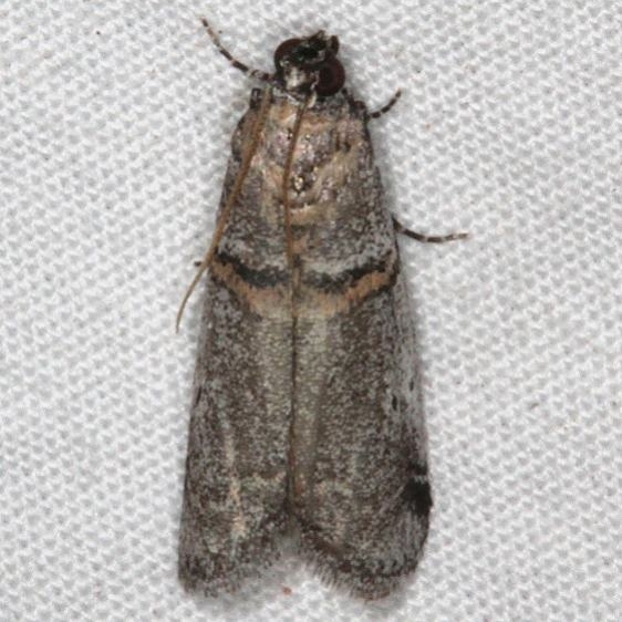 5656 Acrobasis comptella White House Campground Grand Staircase Escalante Utah 5-26-17 (10)_opt