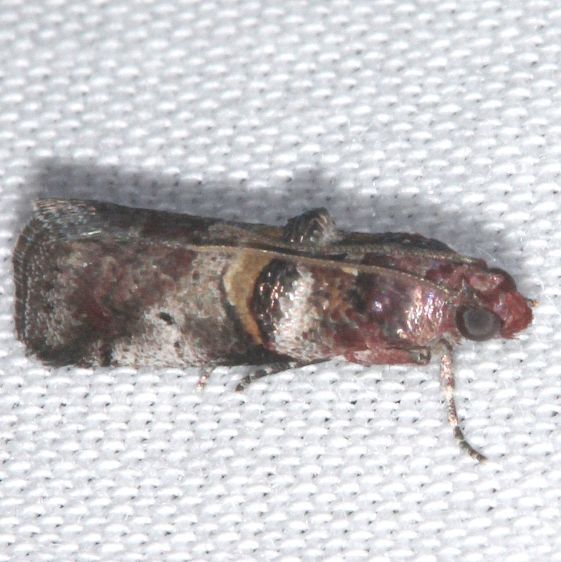 5657-Acrobasis-minimella-Lake-Kissimmee-St-Pk-Fl-3-11-25-54