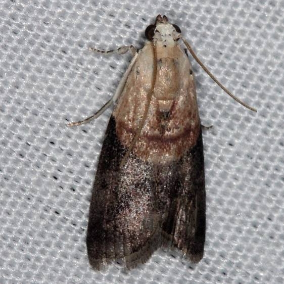 5659 Mantled Acrobasis Moth Burr Oak St Pk at cabins Oh 6-27-14