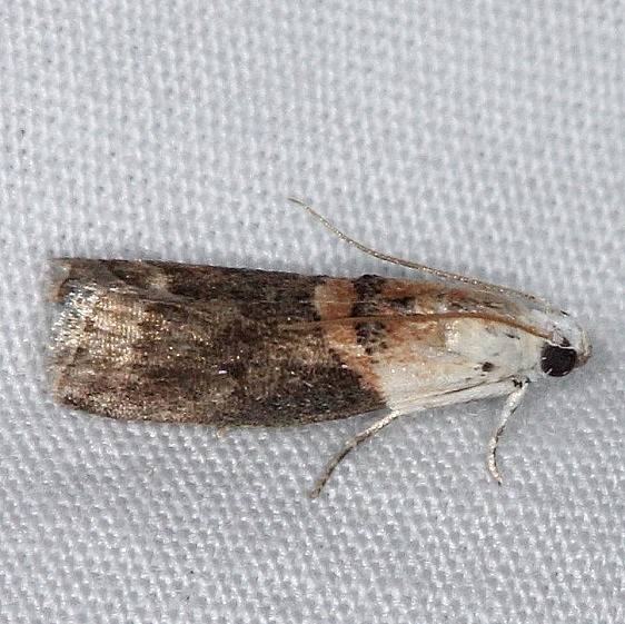5659 Mantled Acrobasis Moth Burr Oak St Pk at cabins Oh 6-27-14