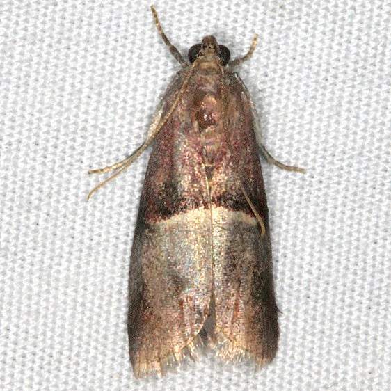5660 Acrobasis caryalbella Copperhead Firetower Shawnee St Forest 6-13-15