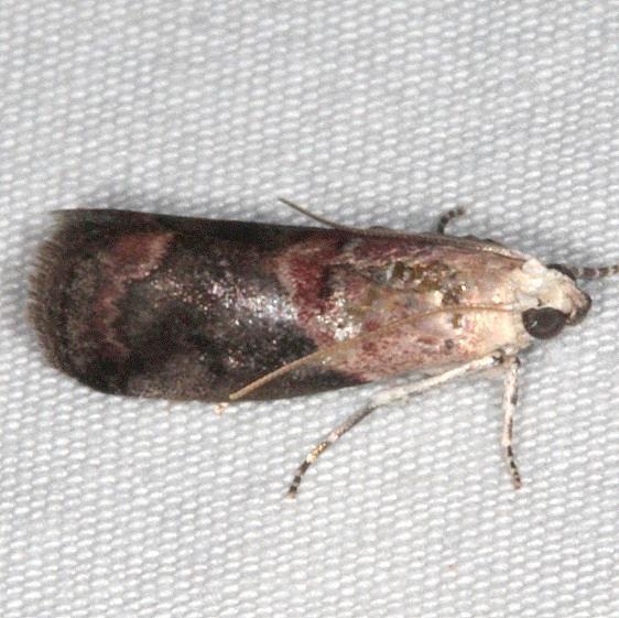 5660-Acrobasis-caryalbella-Copperhead-Firetower-Shawnee-St-Forest-6-13-15-225_opt