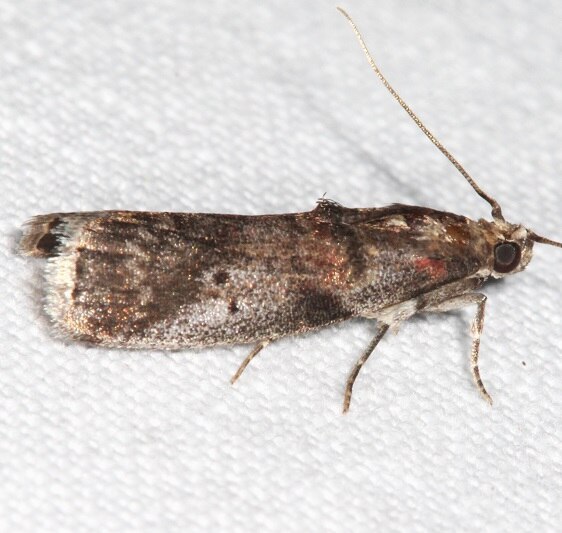 5664-Hickory-Shoot-Borer-Goose-Bay-Camp-Lac-Seul-Canada-7-31-22