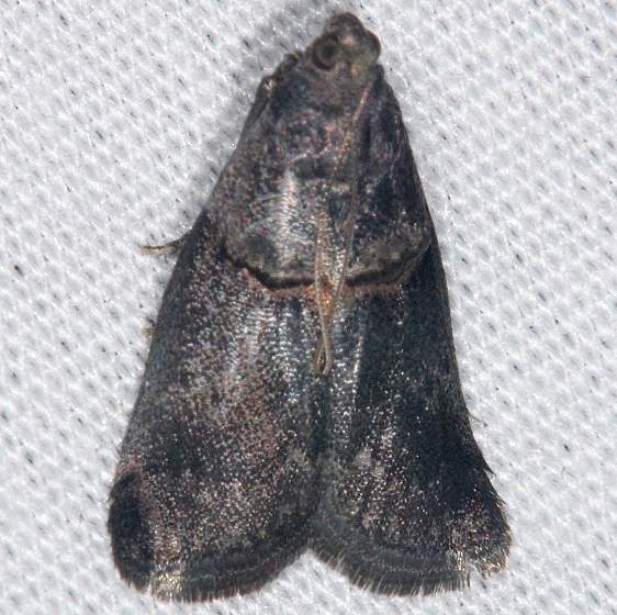 5664 Hickory Shoot Borer Moh Burr Oak St Pk at cabins Oh 6-27-14