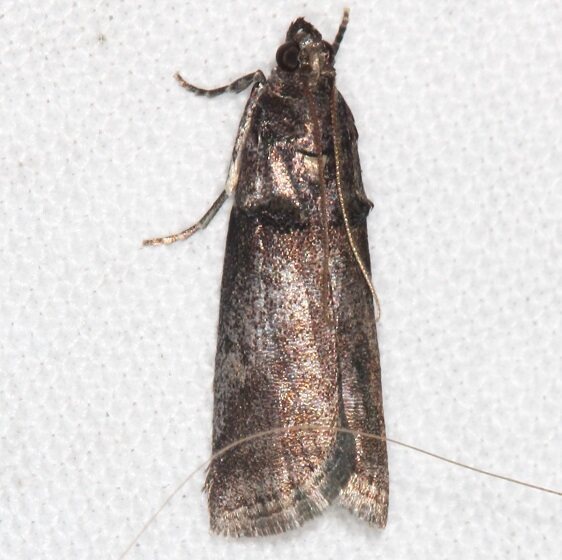 5666.1 Acrobasis texana-Goose-Bay-Camp-Lac Seul Canada 7-26-22