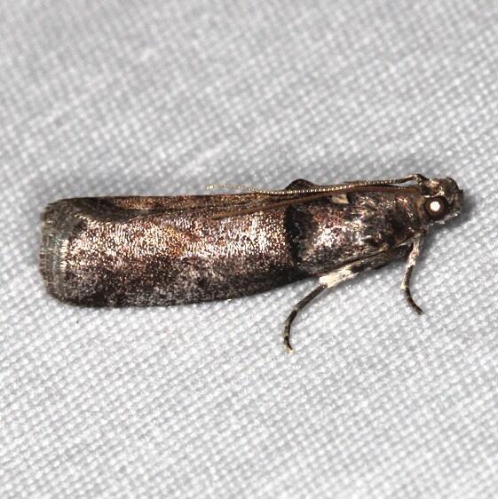 5666.1-Acrobasis-texana-Goose-Bay-Camp-Lac-Seul-Canada-7-28-22-2