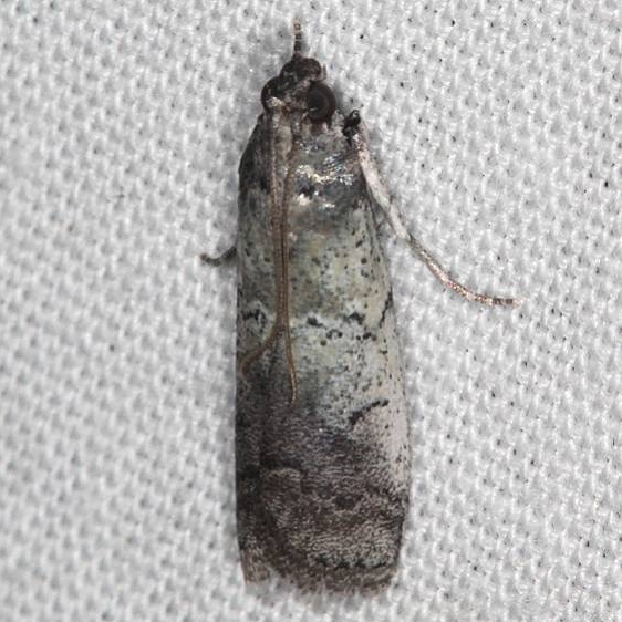 5667.2 Salebriaria pallidella Big Lagoon St Pk Fl 9-15-18  (29)_opt
