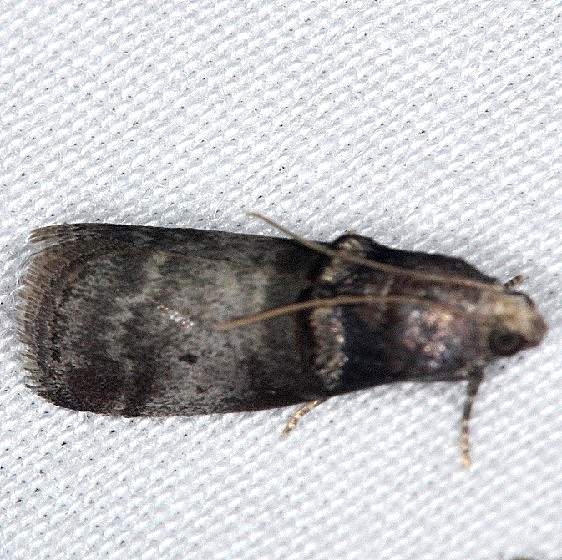 5669 Acrobasis stigmella Burr Oak St Pk at cabins Oh 6-27-14