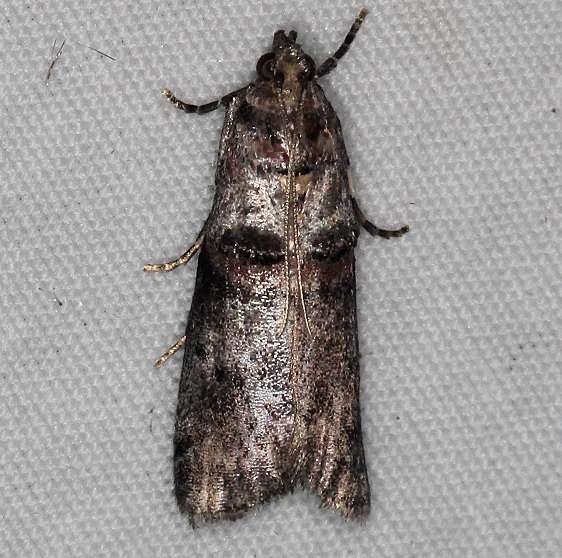 5669 Acrobasis stigmella tentative check range Ash Rapids Lodge Lake of the Woods Ont 7-21-17 (49)_opt