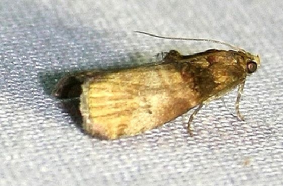5670 Acrobasis aurorella Adams Co 9-11-09_opt